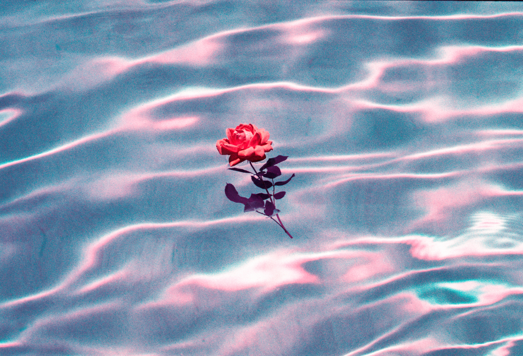 Rose Floating On Top Of A Swimming Pool On A Bright, Sunny Day